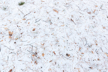 Close-up of leaves and branches on snow fallen in winter, melted spring snow.