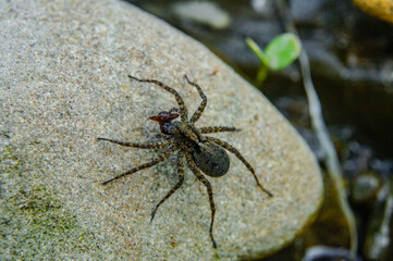 Spider on the ground.