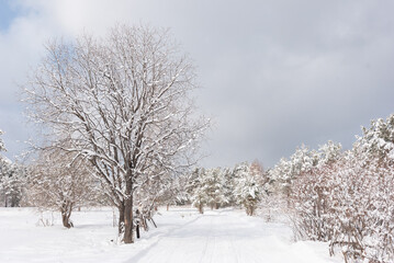 Snowy forest with a path between the pines, rural area, peace and quiet.