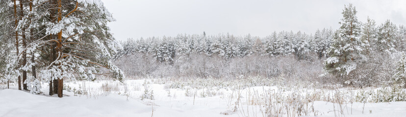 Snowy forest with a path between the pines, rural area, peace and quiet.