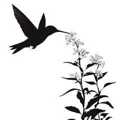 Obraz premium Hummingbird silhouette feeding on flowers