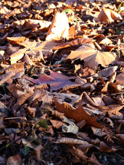 autumn leaves in the park