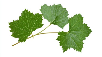 A branch with green grape leaves on a white background.