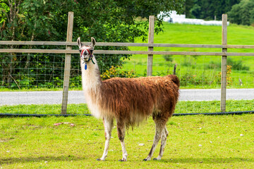 Llama at Skjolden Village at the end of Lustrafjorden in Norway