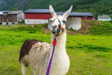 Llama at Skjolden Village at the end of Lustrafjorden in Norway © Chris