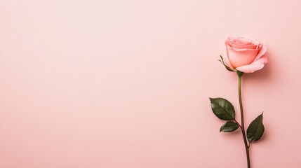 Fototapeta premium Single pink rose with green leaves lies on a solid pink background, creating a simple yet elegant composition perfect for valentine's day, mother's day, or any romantic occasion