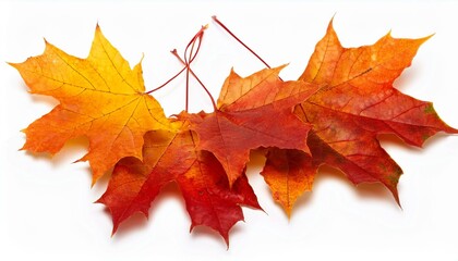Obraz premium autumn maple leaves remoted on white history cut out