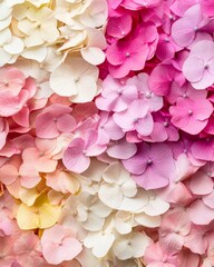 Obraz premium Pastel Pink White Yellow Hydrangea Flower Petals Background Texture