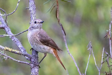 common redstart