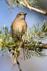 common redstart