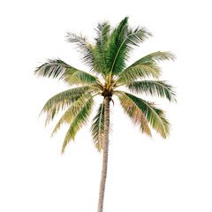Coconut palm tree standing tall against a transparent background, showcasing its lush green fronds and textured trunk in a serene setting, coconut palm tree on transparent backgroundfile