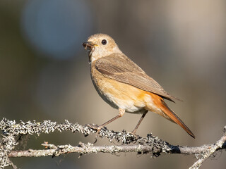 common redstart