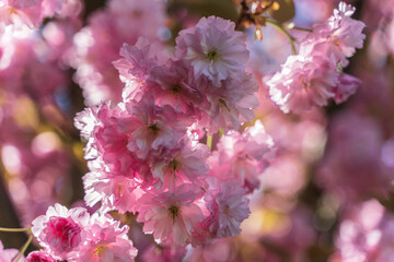 Cherry blossom in spring, petals of soft pink shade with white edges creating an airy and romantic image