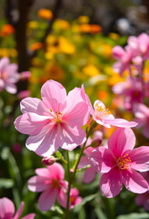 Obraz premium Natures beauty in spring, blossoming flowers with fresh and soft petals, a colorful and vibrant garden background in sunlight, hyperrealism, with white tones
