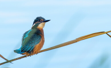 kingfisher sitting on a twig