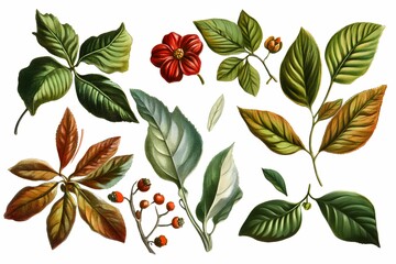 Obraz premium Botanical illustration showcasing various leaves and a flower from diverse plant species