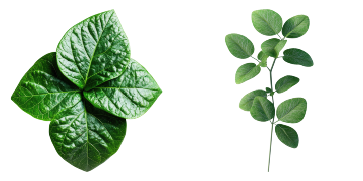 Cloverleaf isolated on transparent background, Set of