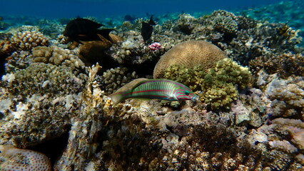 Klunzinger wrasse or Ruppell wrasse (Thalassoma rueppellii) undersea, Red Sea, Egypt, Sharm El Sheikh, Montazah Bay