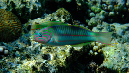 Klunzinger wrasse or Ruppell wrasse (Thalassoma rueppellii) undersea, Red Sea, Egypt, Sharm El Sheikh, Montazah Bay