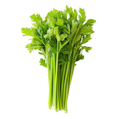 Fresh celery leaves arranged neatly on a clean transparent background for vibrant presentation and culinary use, Celery leaves isolated on transparent background
