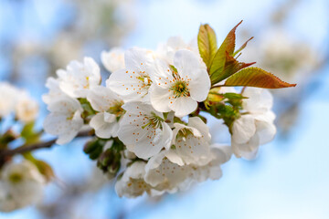 Obraz premium cherry blossom, white cherry flowers on a tree branch in the garden on a light blurred background