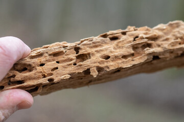 A man holds in his hand a piece of wood damaged by pests and insects.