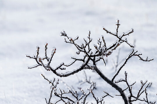 branches in the fronzen frost snow