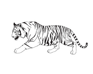 Fototapeta premium A black and white coloring page depicting a Tiger pattern with bold lines and a clean line art style against a white background, Vector illustration.