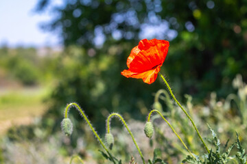 red poppy flower in a field near a tree
