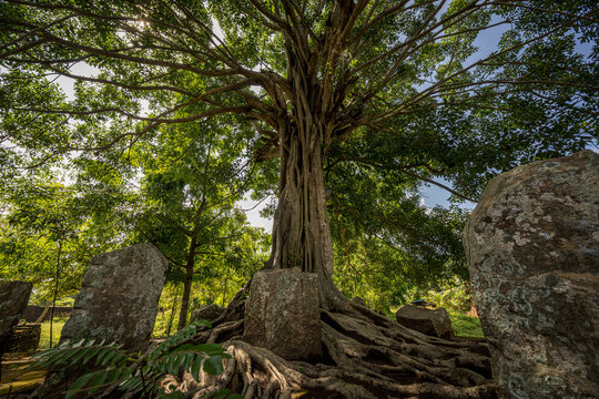 Sacred Bodhi tree in the ruins of Jetawanarama temple, Anuradhapura, Sri Lanka