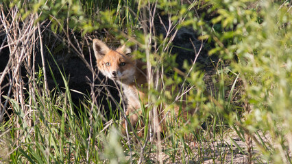 a young fox hides in the bushes