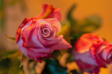 macro picture of a pink and red rose flower