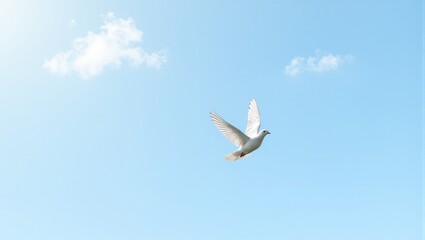 Obraz premium Majestic white dove soaring under radiant sunlight in a serene blue sky