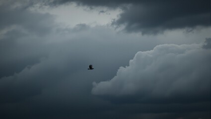 Majestic dove soaring through stormy skies