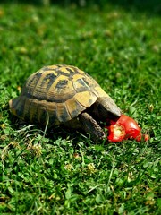 Turtle © Denis