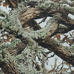 Mossy Oak Tree Military Hunting Camouflage Seamless Pattern Texture