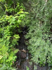 Fototapeta premium Bachlauf im Wald