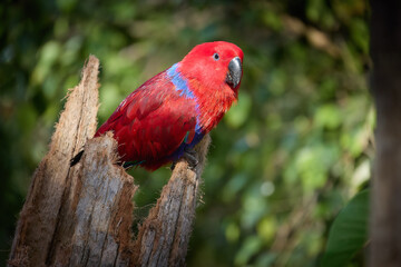 Portrait of red parrot native to Maluku Islands, Moluccan Eclectus (Eclectus roratus) on Tree Stump, isolated against blurred habitat. Ideal for Parrots care, Wildlife and Tropical Nature Themes.
