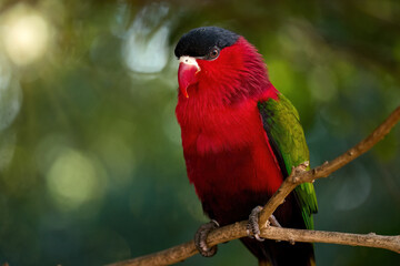 Purple-bellied Lory with Vibrant Red and Green Plumage Perched Gracefully on a Branch in Natural Tropical Light. Ideal for Wildlife Art, Nature Education, and Exotic Bird Conservation Themes.