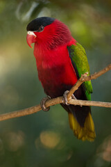 Purple-bellied Lory with Vibrant Red and Green Plumage Perched Gracefully on a Branch in Natural Tropical Light. Ideal for Wildlife Art, Nature Education, and Exotic Bird Conservation Themes.