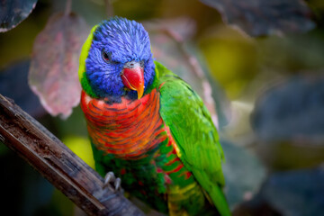 Rainbow Lorikeet in Stunning Multicolor Plumage Perched on a Tree Branch with Soft Natural Light. Perfect for Wildlife Art, Birdwatching Promotion, and Tropical Nature-Themed Designs.