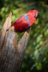 Portrait of red parrot native to Maluku Islands, Moluccan Eclectus (Eclectus roratus) on Tree Stump, isolated against blurred habitat. Ideal for Parrots care, Wildlife and Tropical Nature Themes.