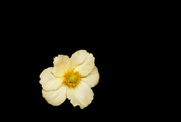 Single White Flower anemone on Black Background