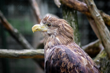 A large eagle in the forest sits on a dry tree branch