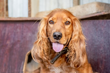 brown cocker spaniel dog with collar close-up on the farm