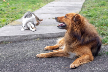 Big ginger dog and cat in the garden near the alley
