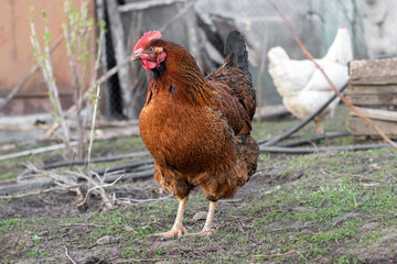 Brown and white chicken in the garden in spring