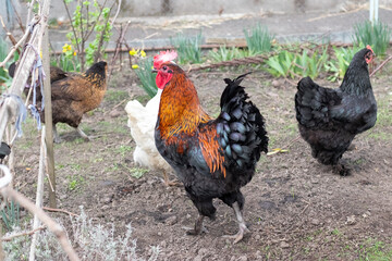 large thoroughbred rooster and chickens in the garden on the farm in spring
