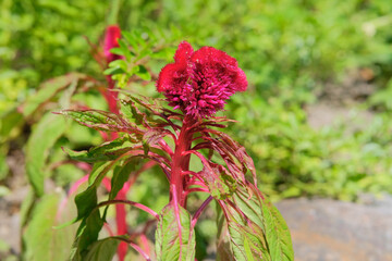 Flowers of Celosia cristata is growing in garden. Perennial ornamental plant. Flowers in meadow. Sunny day.