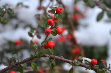 Closeup red berries Cotoneaster horizontalis on a branch with green leaves in winter. Winter berries outdoors. Free copy space.